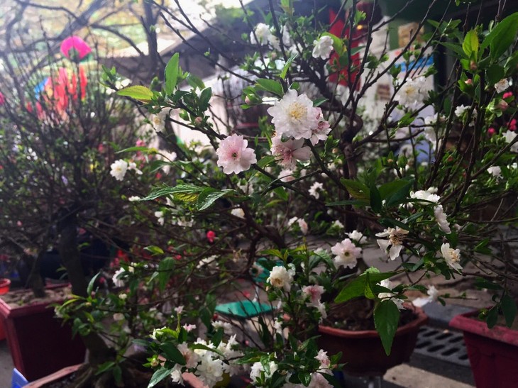 Hang Luoc Flower Market in Hanoi's Old Quarter - ảnh 7